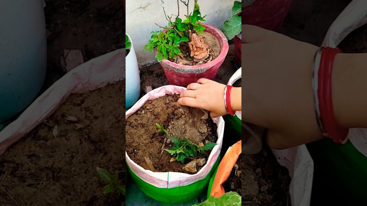 Tomato New Growing Tipsa🍅🪴#tomato #growingtips #gardening#viral #garden#shorts