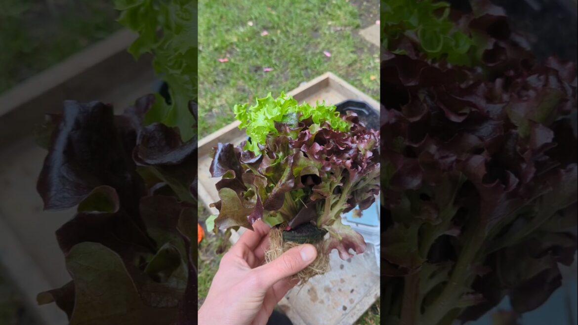 🥬Quick & Easy Supply Of Mixed Lettuce That Will Last You A Few Months 👀