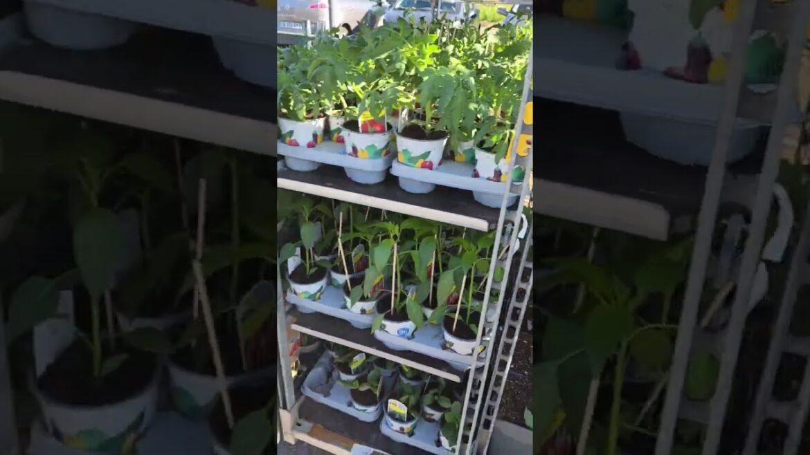 En bref Arrivage lidl 23 avril 2026 special jardinage