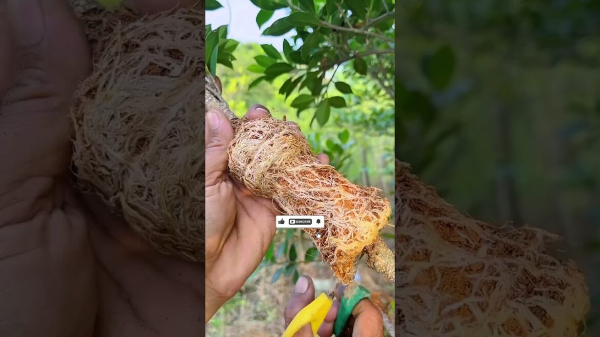 Easy Stem Cutting Method for Plants Grow Plants from Cuttings#shorat #ediblegardening #plantingplan
