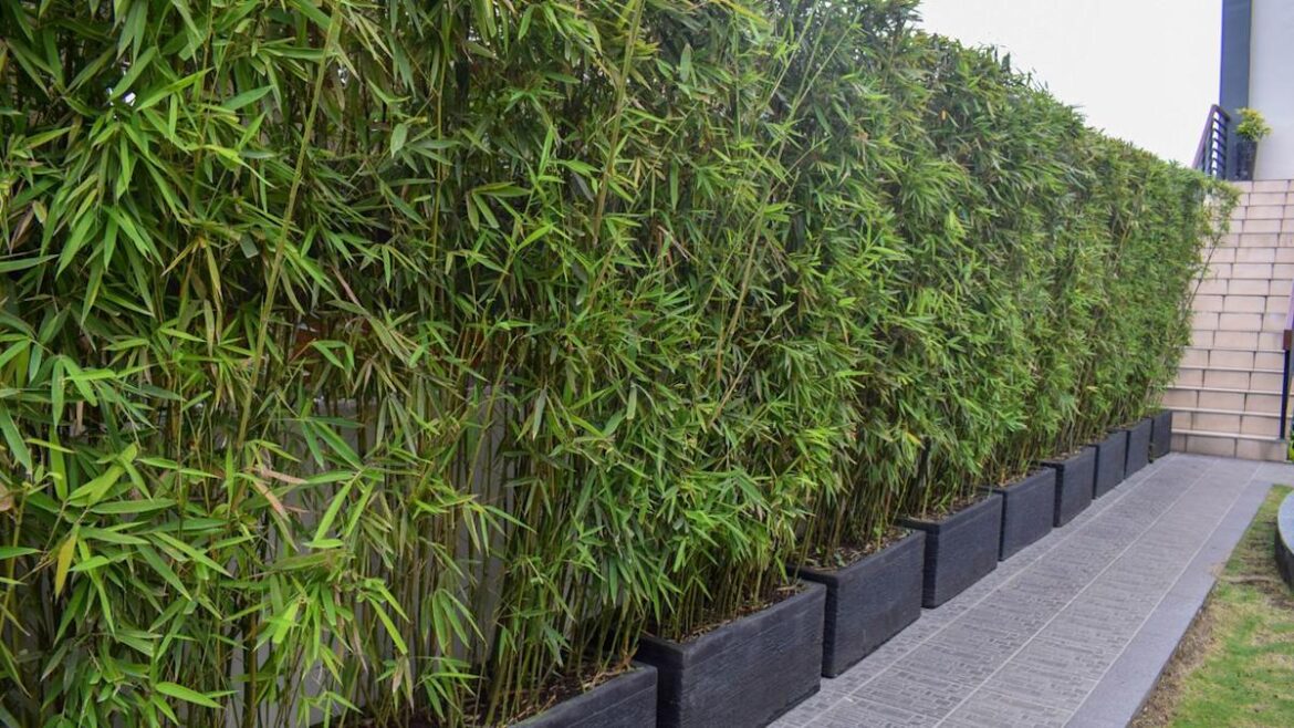I’m a gardener, and this single plant will give you backyard privacy in just one season