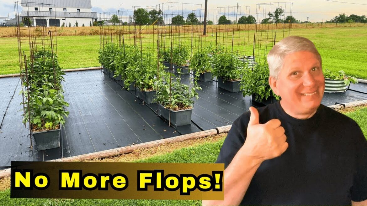 The BEST Tomato Cages for Container Gardening The BEST Tomato Cages for Container Gardening