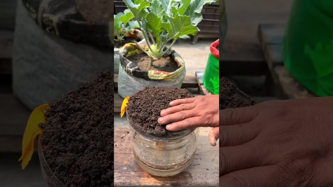 Capsicum plant grow tips in a pot from used bottle technique #capsicum #plants #nature #flowers