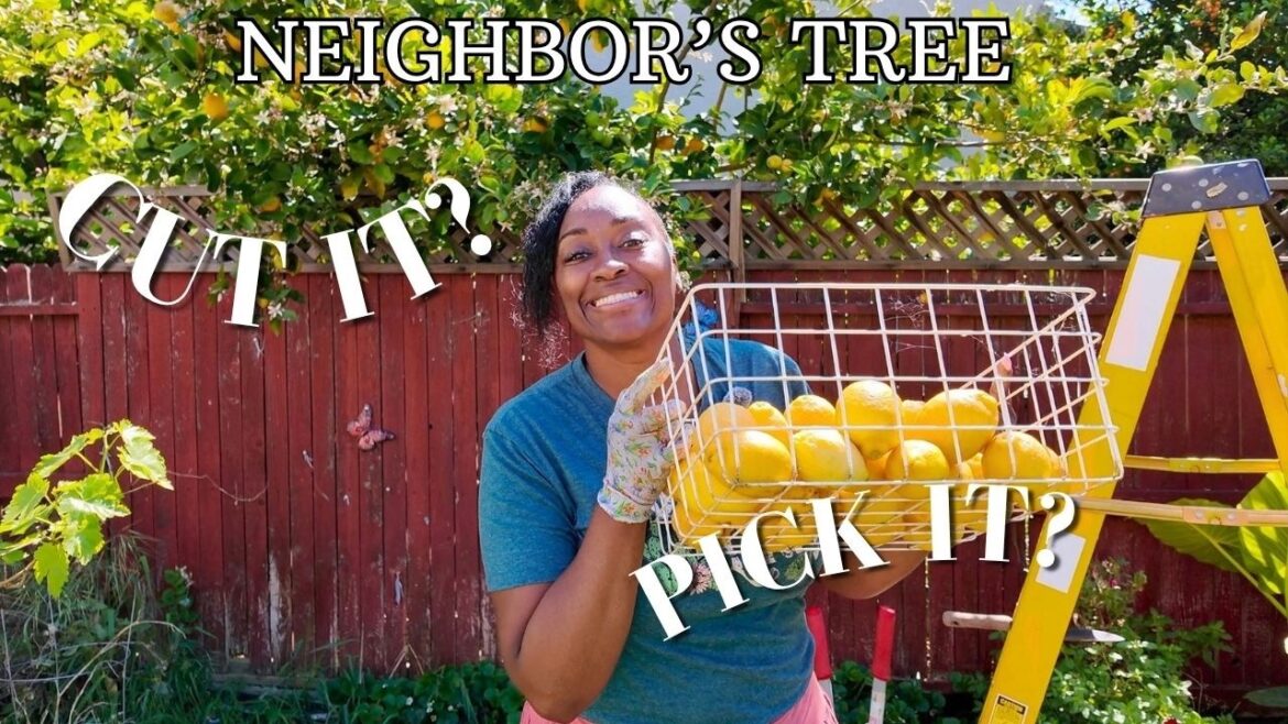 DIY April Backyard Makeover | Garden Prep | Lemon Tree | Pull Weeds | Yard Clean Up DIY April Backyard Makeover | Garden Prep | Lemon Tree | Pull Weeds | Yard Clean Up
