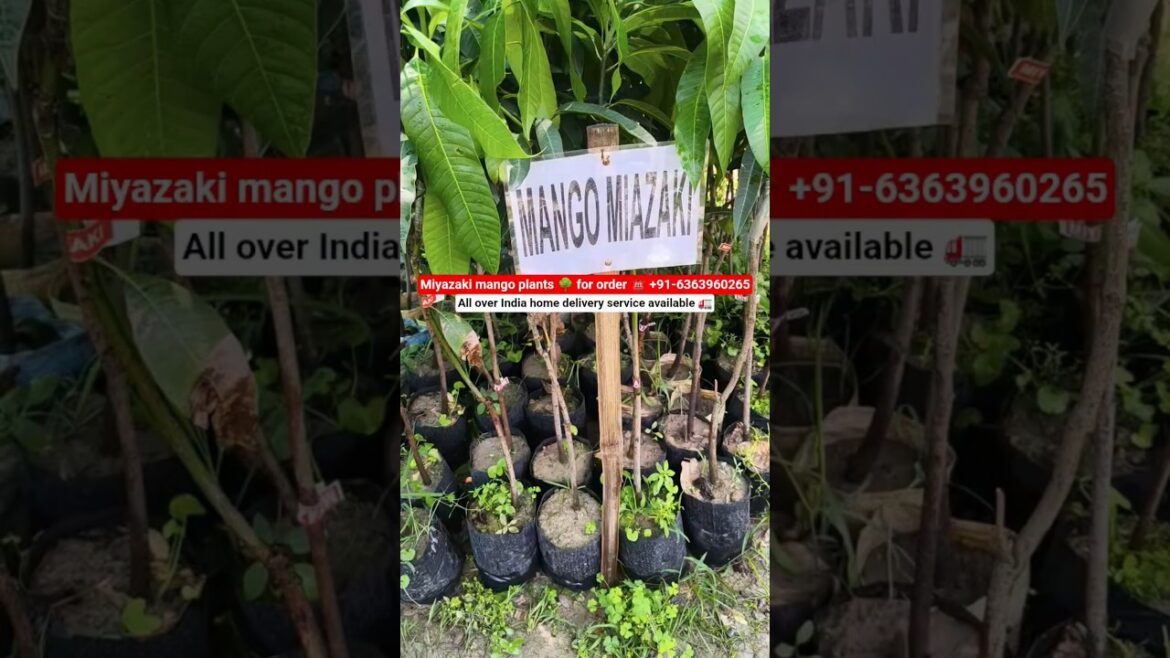 All Veritas of mango plants nursery.. wholesale & retail bhot available All Veritas of mango plants nursery.. wholesale & retail bhot available