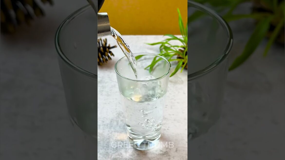 Organic gardening: Germination in a cone 🌱 Organic gardening: Germination in a cone 🌱