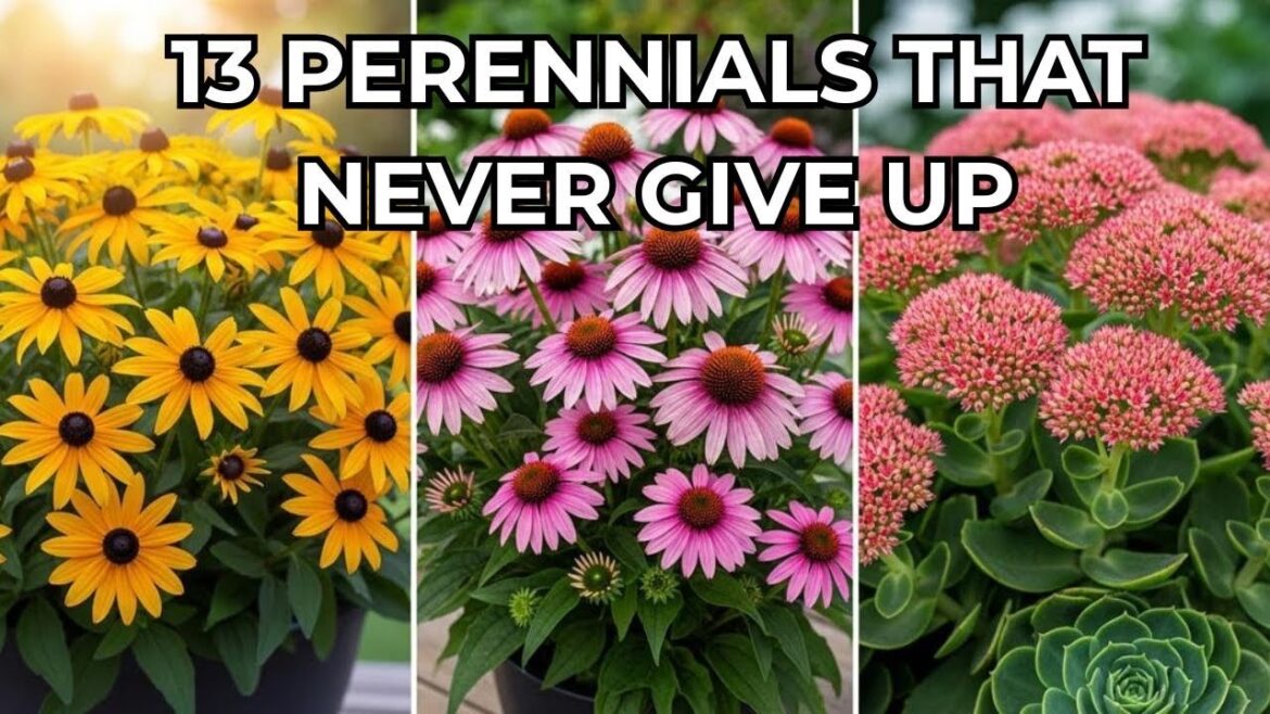 13 Hardy Perennials That Survive Heat, Rain & Neglect In Containers