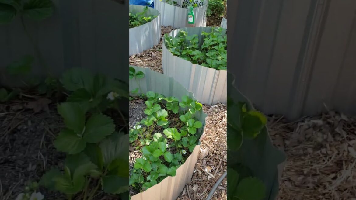 Edibles I don't ever have to plant again. #perennialgarden #ediblegardening #plantperfect