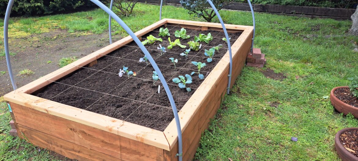 Planting day for my first vegetable garden ever!