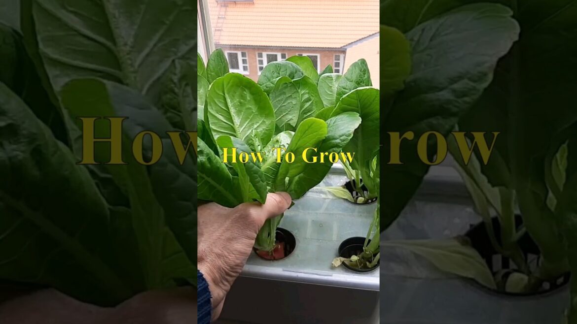 Hydroponic Lettuce: The Complete Beginner's Guide!