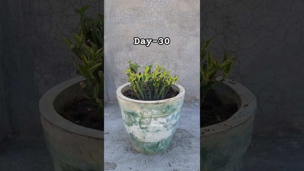 30 Days Devil's Backbone groth #gardening