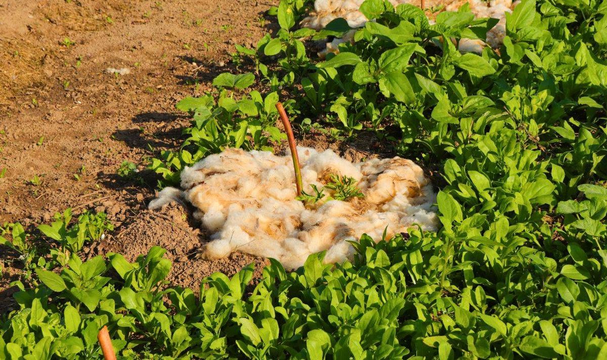 Picture of wool being used as a mulch