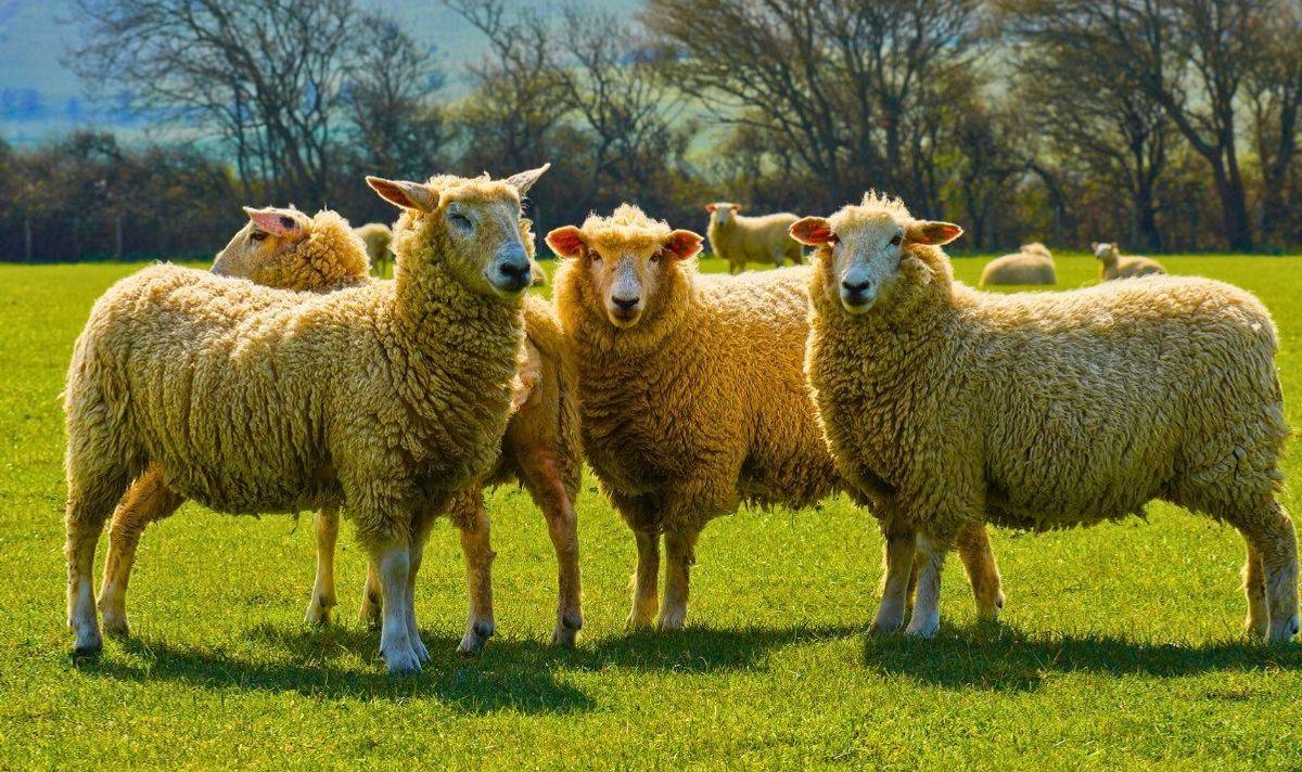Picture of a fluffy sheep about to be sheared