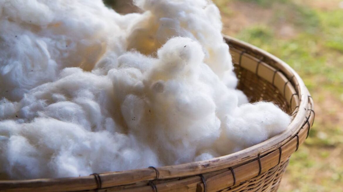 Scottish households urged to leave wool in gardens before spring ends Glasgow Live