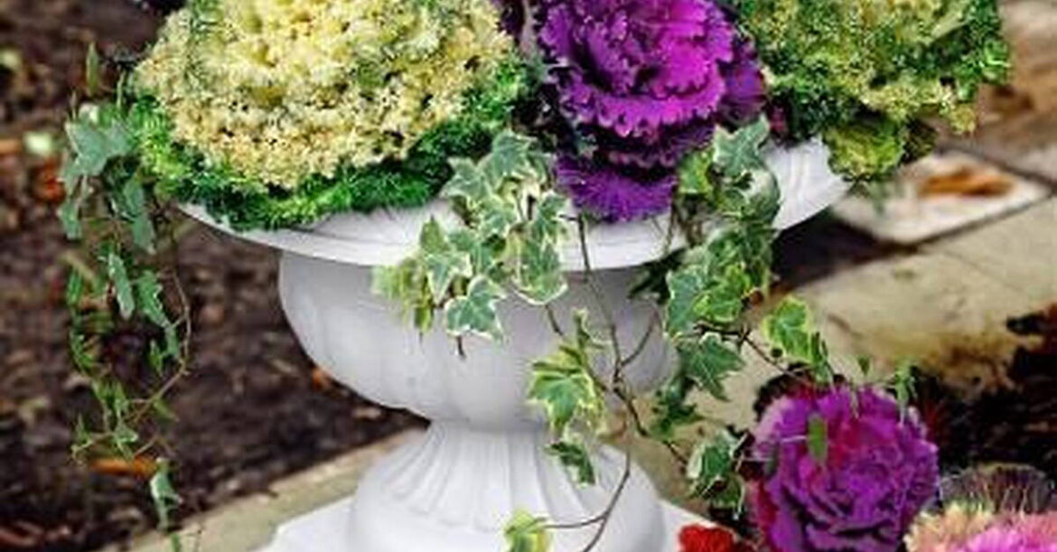 DD Gardening: Is it worth hanging on to summer?
