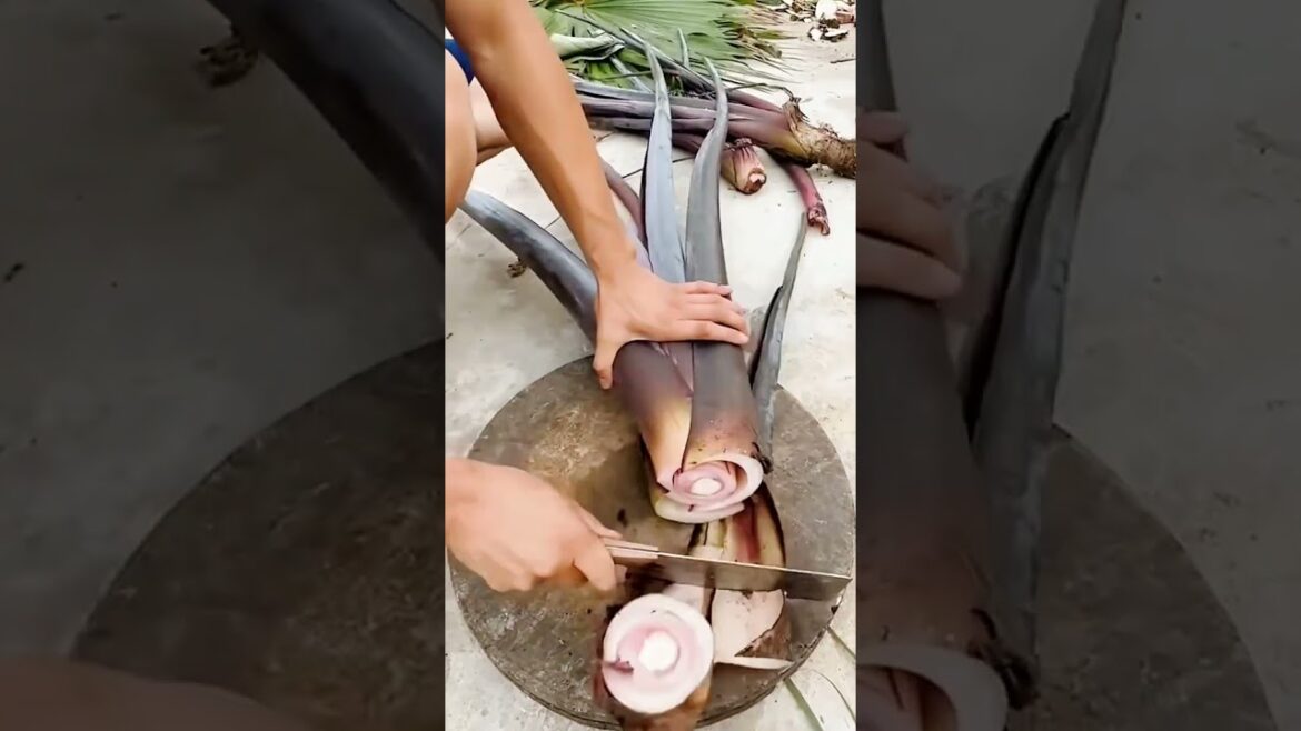 cutting taro harvest in the garden #shorts cutting taro harvest in the garden #shorts