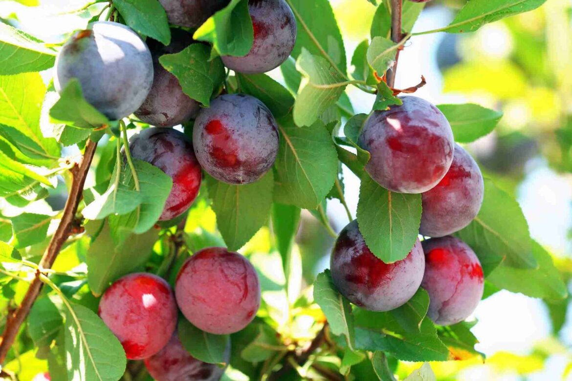 Bare rooted fruit trees to pick