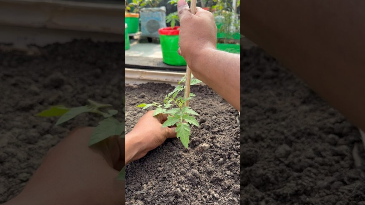 Growing tomato using new technique of lying down for optimal growth #garden #shorts #tomato #farming