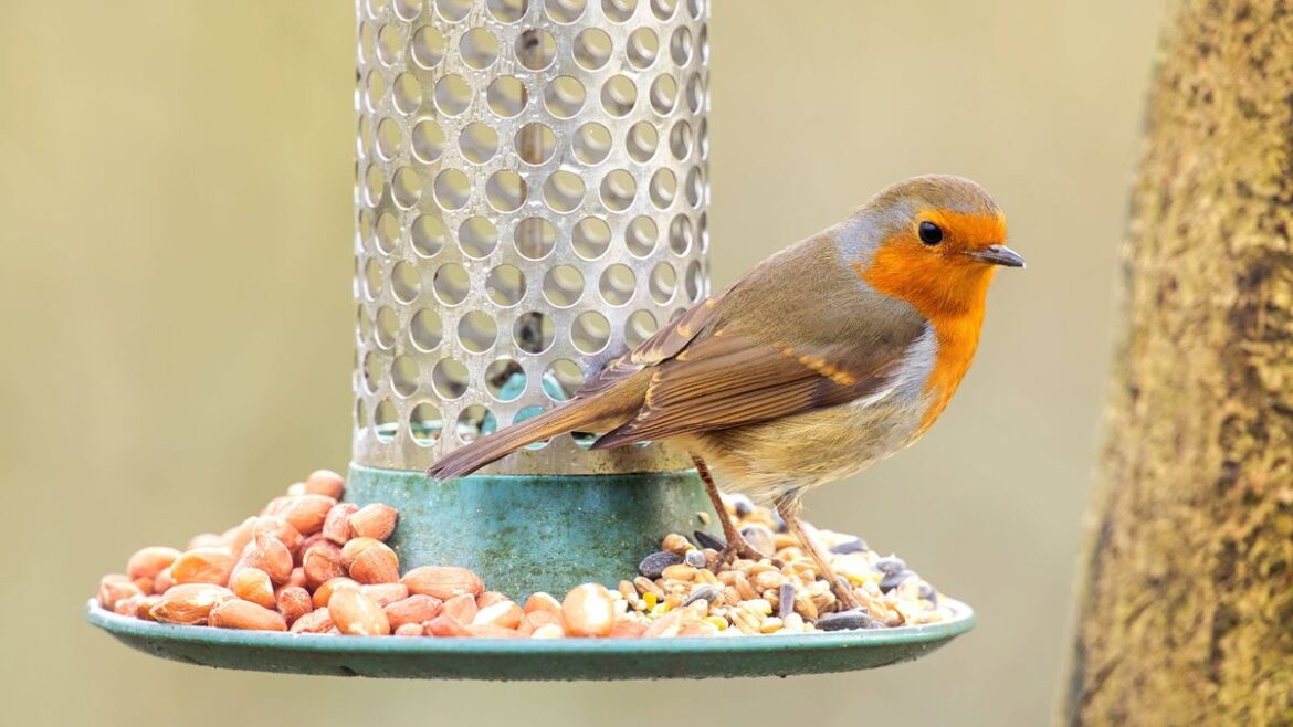 Birds will keep coming into your garden if you avoid leaving out a popular food Devon Live