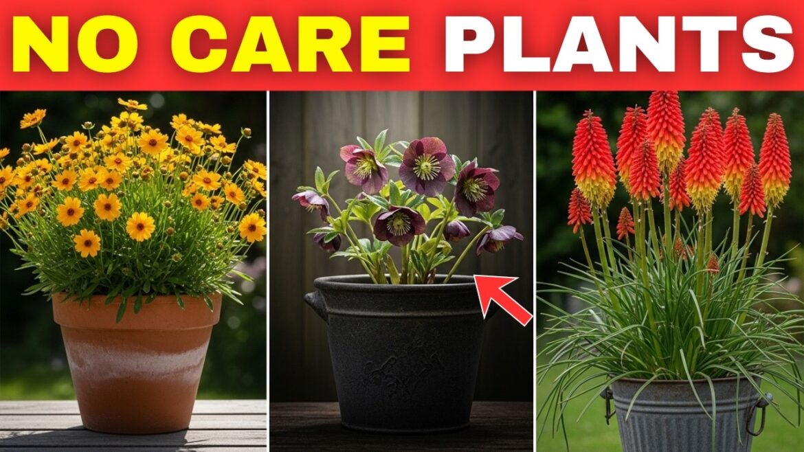 10 Lazy Perennials That Thrive in Pots (No Maintenance Container Gardening)