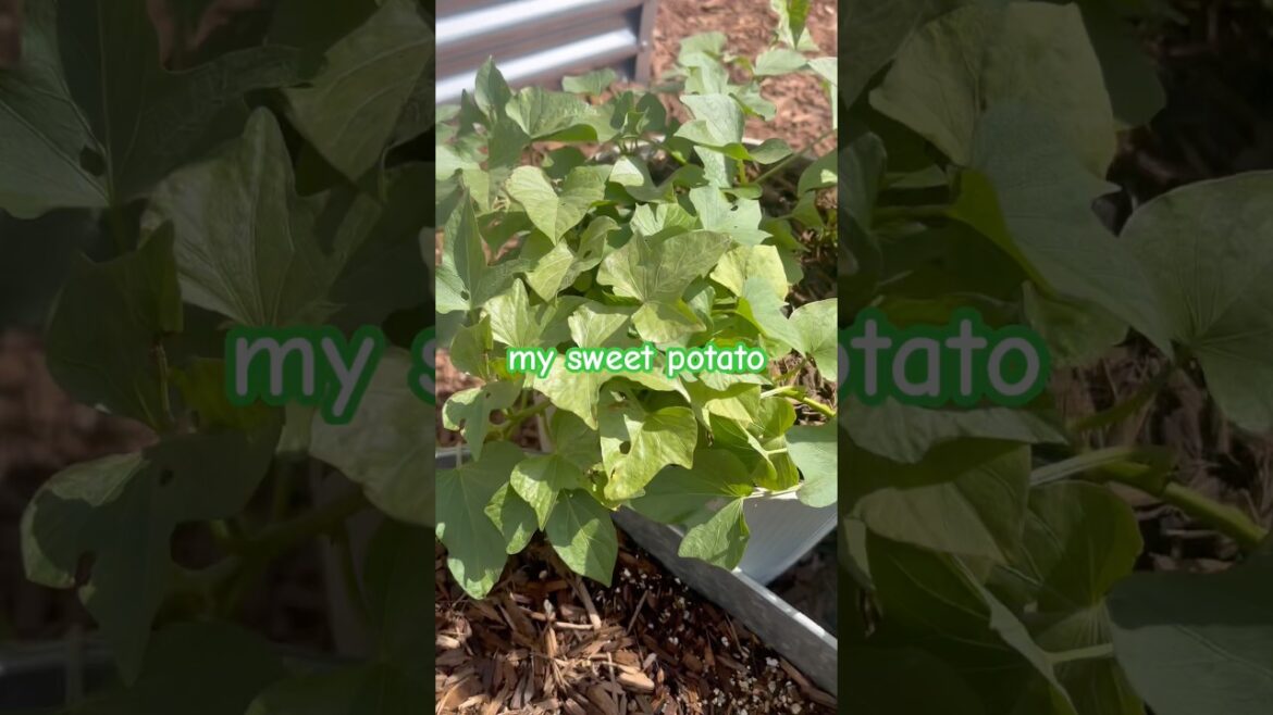 Sweet Potato Bussin lol ☀️🍠 #garden #shorts