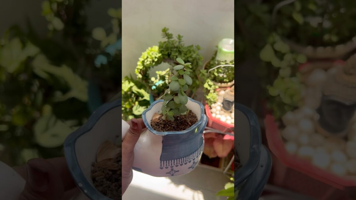 3 important Tips for better growth of Jade Plant🪴|#homegardening #youtubeshorts