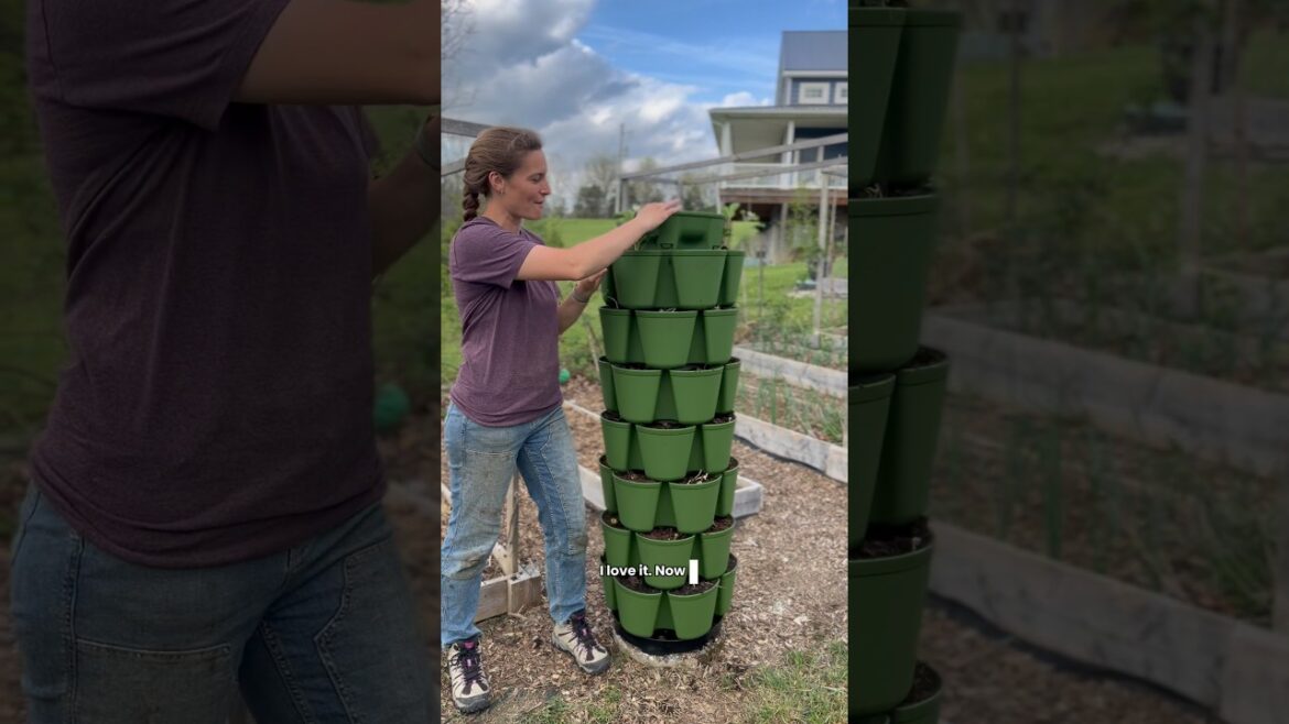 Making My DREAM Vertical Strawberry Garden From GreenStalk Gardens!🍓  #ad #garden #strawberry
