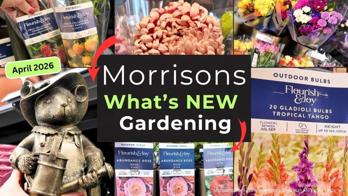 Morrisons Latest New Plants and Gardening Range | Plant Bargains 🌱| Shop with Me 2026! Morrisons Latest New Plants and Gardening Range | Plant Bargains 🌱| Shop with Me 2026!