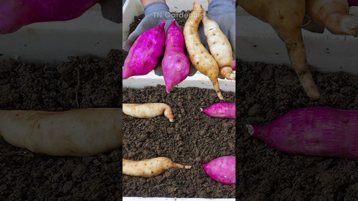 Tips for growing sweet potatoes from tubers