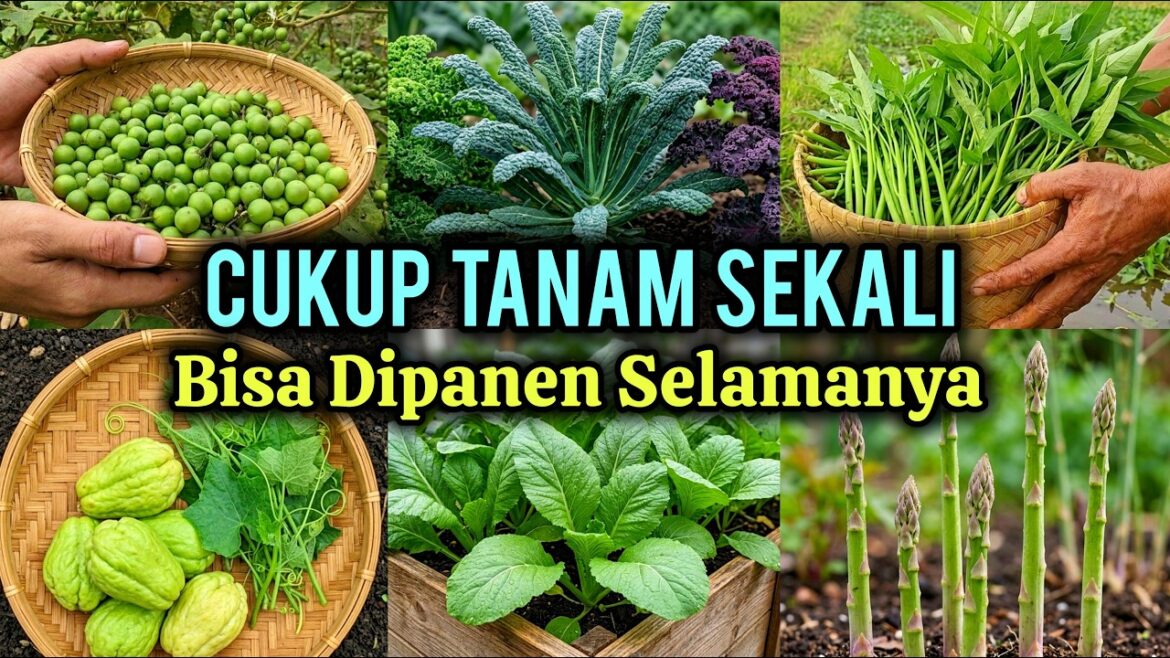21 Tanaman yang Sekali Ditanam tapi Bisa Dipanen Bekali-kali 21 Tanaman yang Sekali Ditanam tapi Bisa Dipanen Bekali-kali