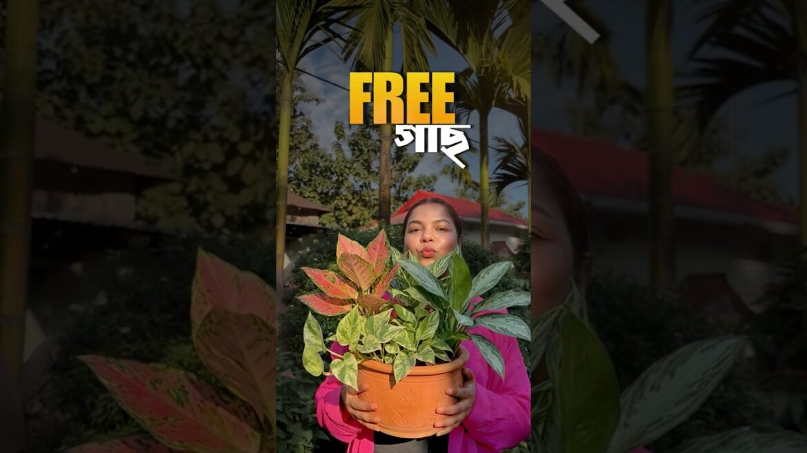 বিনে পয়সায় গাছ জোগাড় করলাম😵🌿 #lifestyle #minivlog #bengali #gardening #shorts