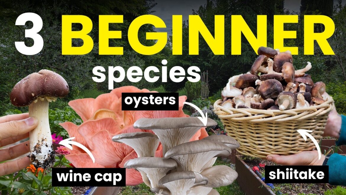 3 Easy Edible Mushrooms for Gardening | Oyster Mushrooms, Wine Cap, and Shiitake