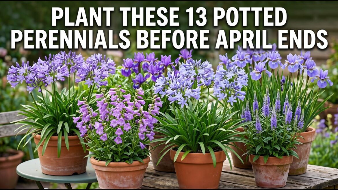 13 Miracle Potted Perennials: Plant in APRIL for a Spectacular Summer Garden!