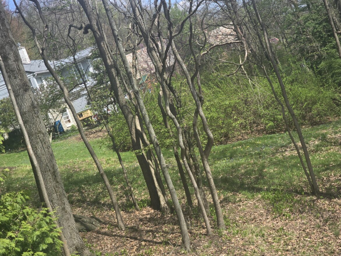 How can I kill off this hillside beyond the trees? How can I kill off this hillside beyond the trees?