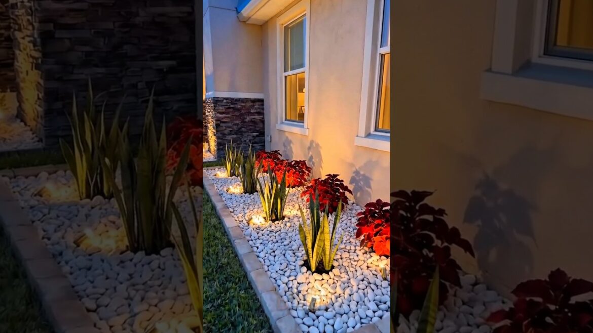 Front Yard Transformation | Snake Plants + Red Coleus + White Pebbles Garden Lights Makeover #shorts Front Yard Transformation | Snake Plants + Red Coleus + White Pebbles Garden Lights Makeover #shorts