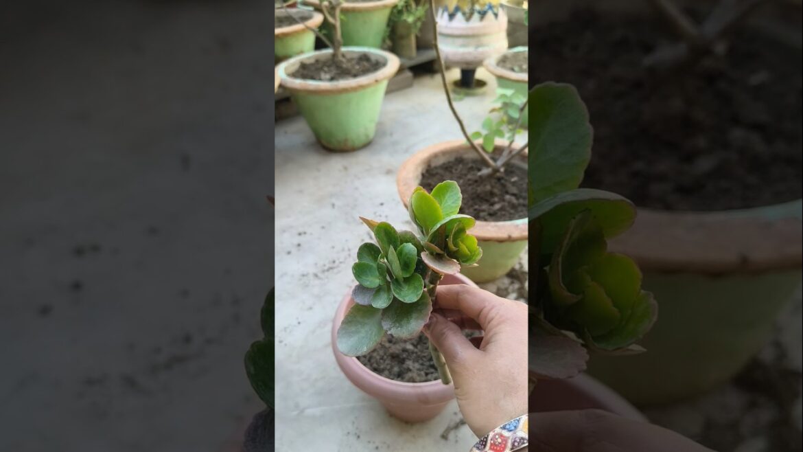 Grow unlimited Kalanchoe plant from Cutting report 🧑🌾garden #foodandflowers #motivation #ytshorts Grow unlimited Kalanchoe plant from Cutting report 🧑🌾garden #foodandflowers #motivation #ytshorts