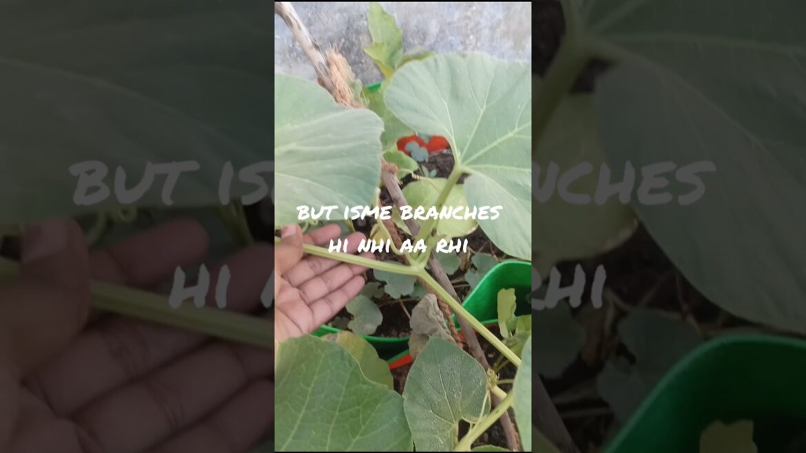 Aaj lauki ki bel ko cut kr diya upr se 🌿 #harvesting #gardening #plant #garden #lauki #seeds Aaj lauki ki bel ko cut kr diya upr se 🌿 #harvesting #gardening #plant #garden #lauki #seeds