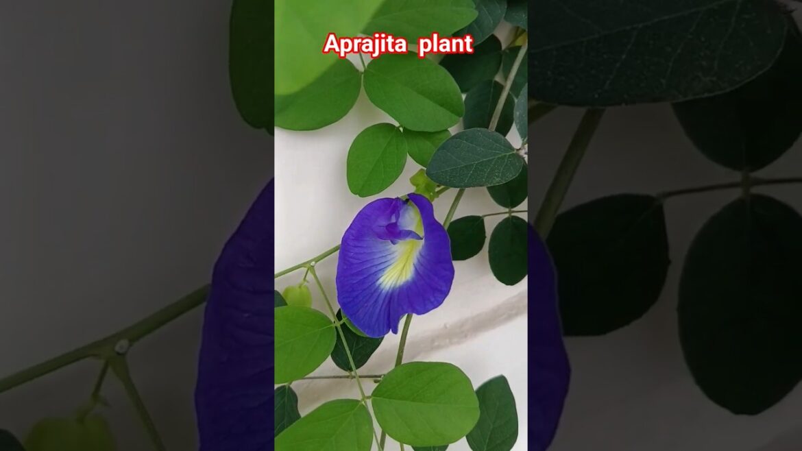 aprajita plant details#aprajita plant care#aprajita flower tea# floweringplant #gardening#viralvedio aprajita plant details#aprajita plant care#aprajita flower tea# floweringplant #gardening#viralvedio