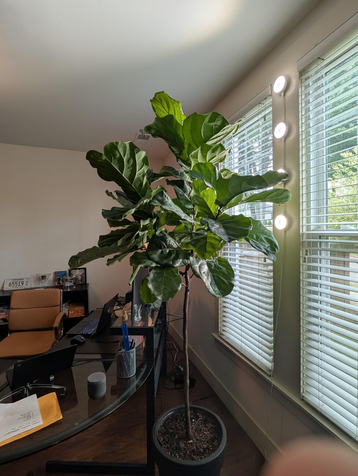 Grow lights