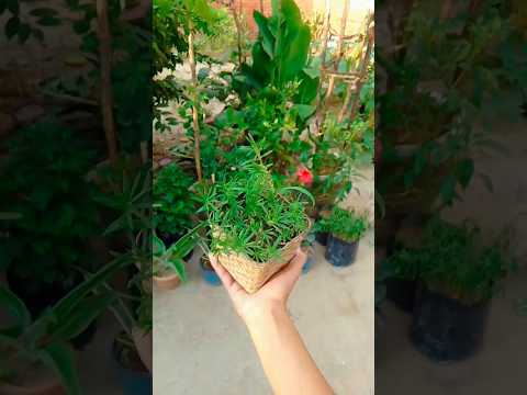 portulaca cutting growing (64/100)#portulacaflower #potulacCutting#short#facts portulaca cutting growing (64/100)#portulacaflower #potulacCutting#short#facts