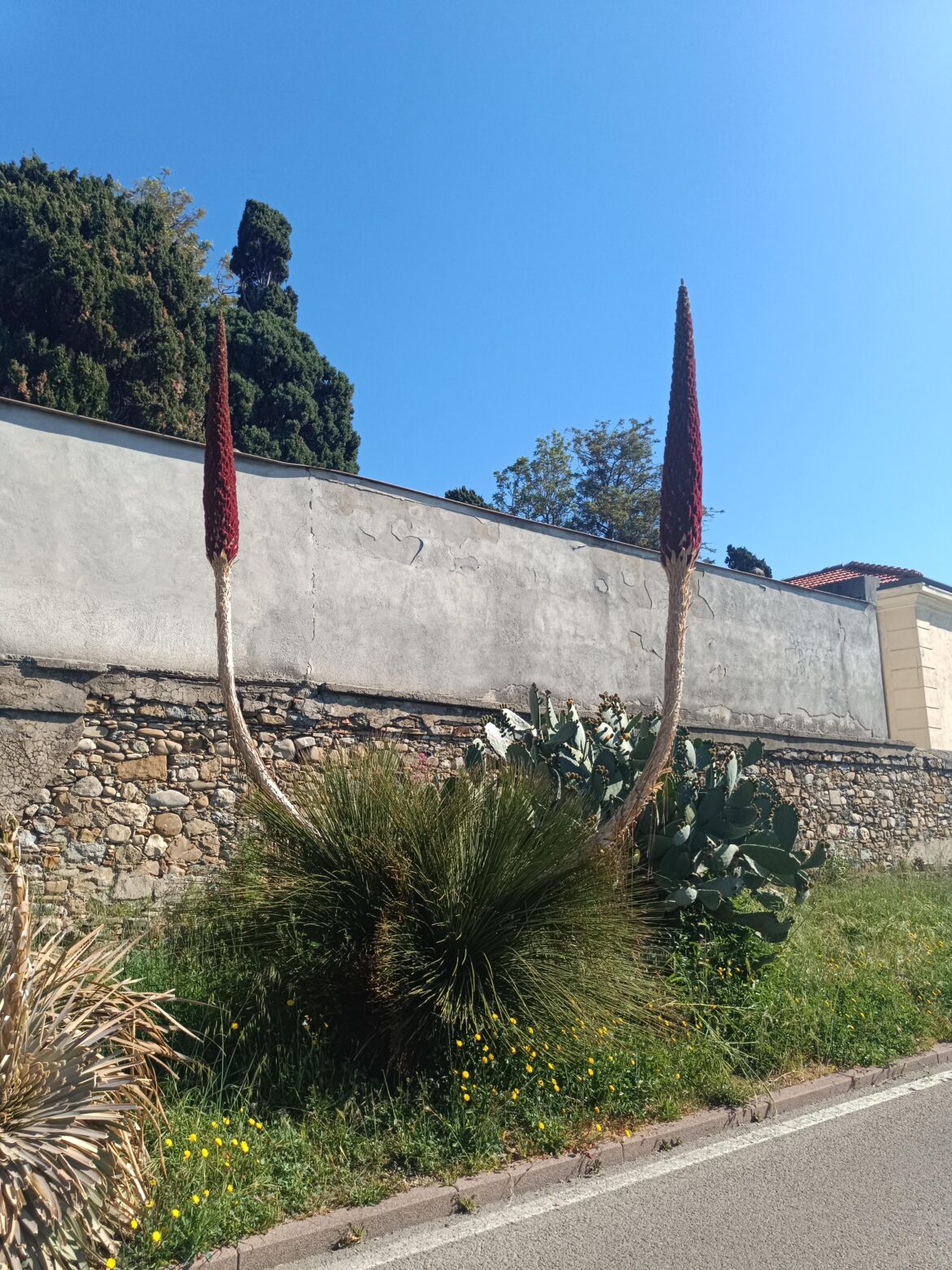 Massive aloe blooming ! (Italy, Sanremo)