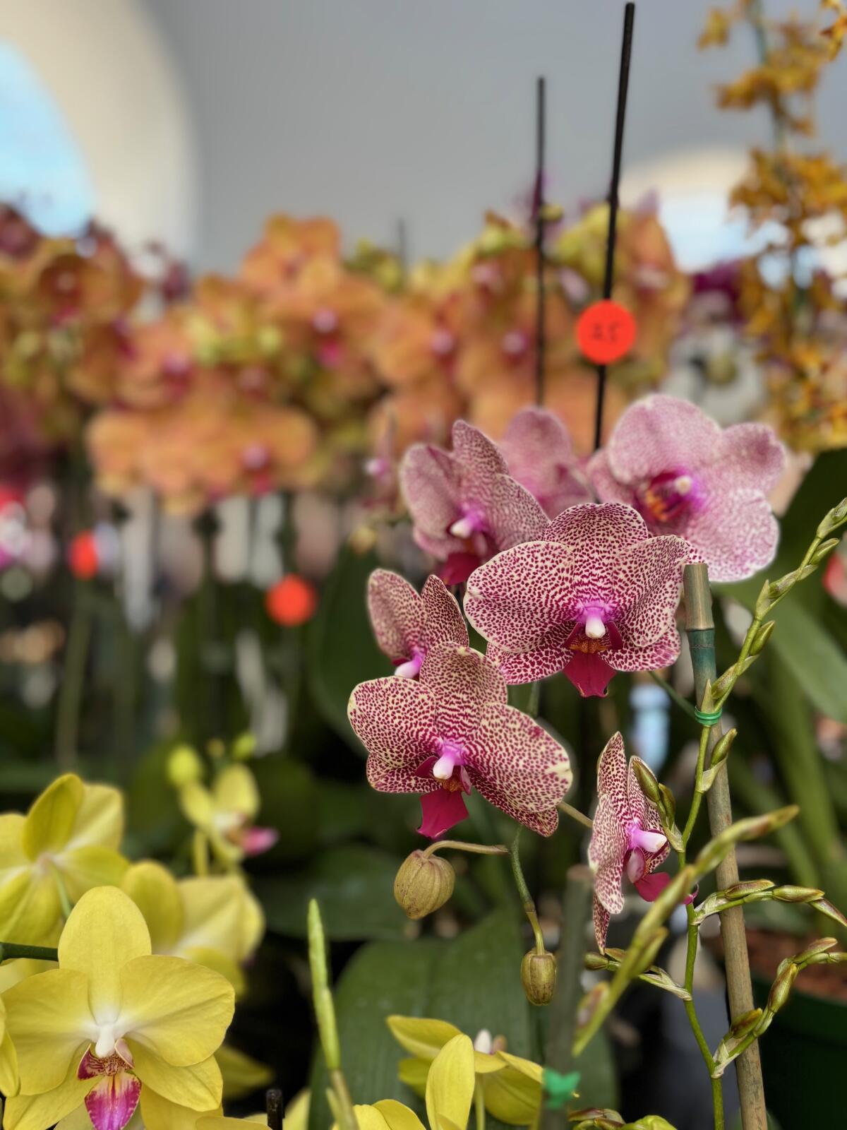 Lee & Company Orchids for sale at the 36th Southern California Spring Garden Show in South Coast Plaza.