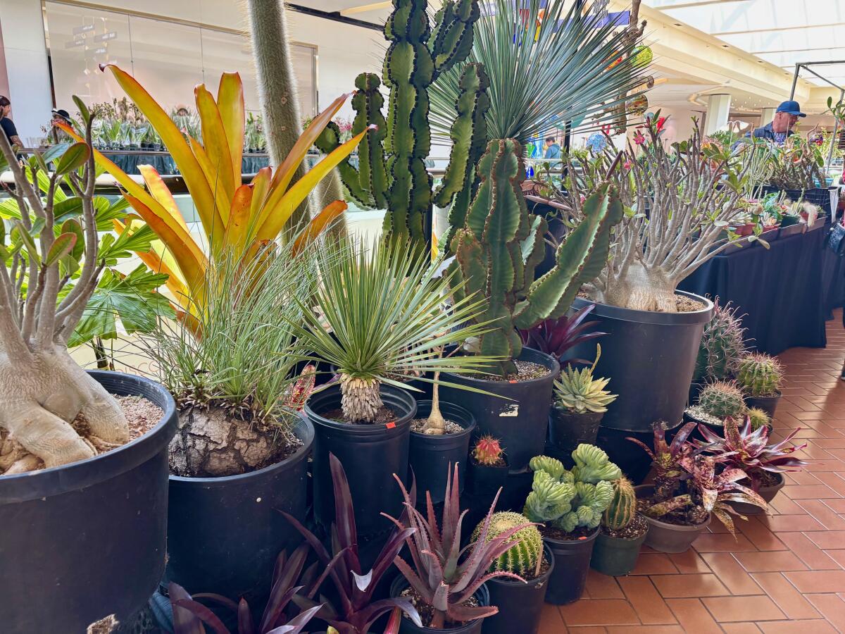Succulents and cacti line the walk ways at the Southern California Spring Garden Show at South Coast Plaza.