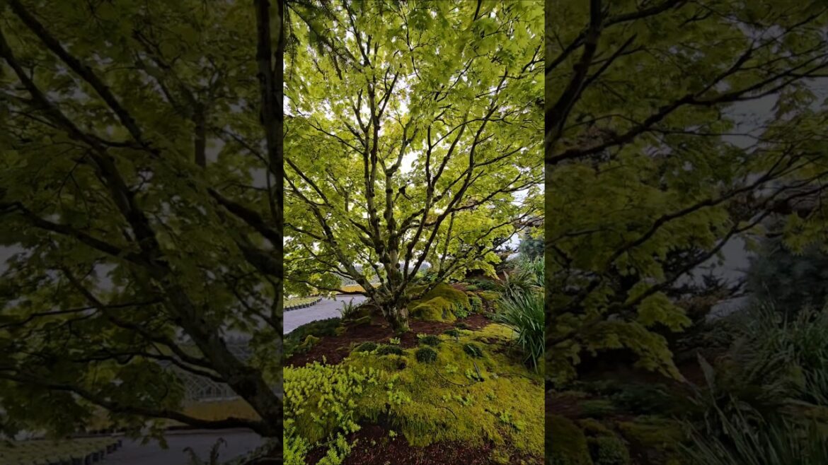 Autumn Moon Maple #japanesegarden #gardening #japanesemaple #oregon #pnw #gardendesign Autumn Moon Maple #japanesegarden #gardening #japanesemaple #oregon #pnw #gardendesign