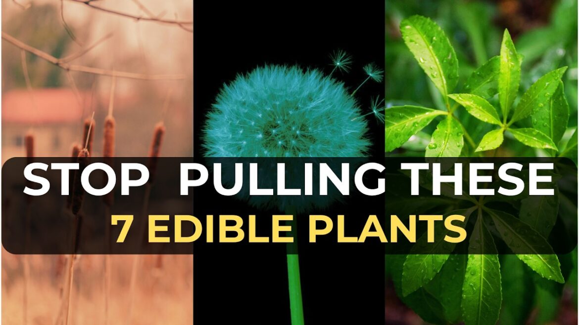 7 Wild Edible Plants You’re Pulling Out of Your Garden And Why That Matters 7 Wild Edible Plants You’re Pulling Out of Your Garden And Why That Matters
