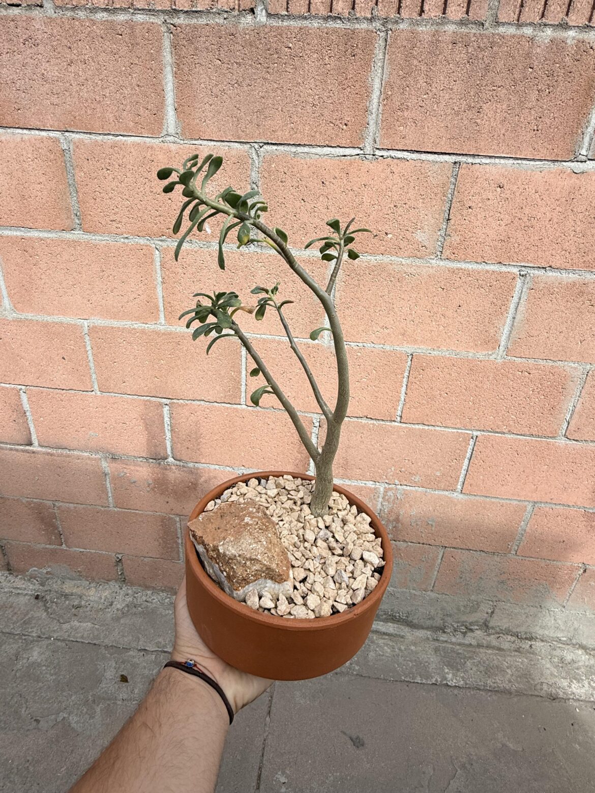 Lil Sedum oxypetalum :)