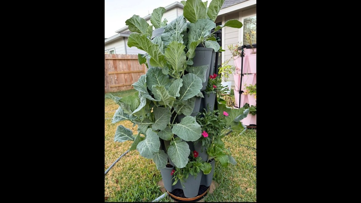 Catching Rainwater/ Arch Trellis & Huge Sale on GreenStalk Vertical Garden!