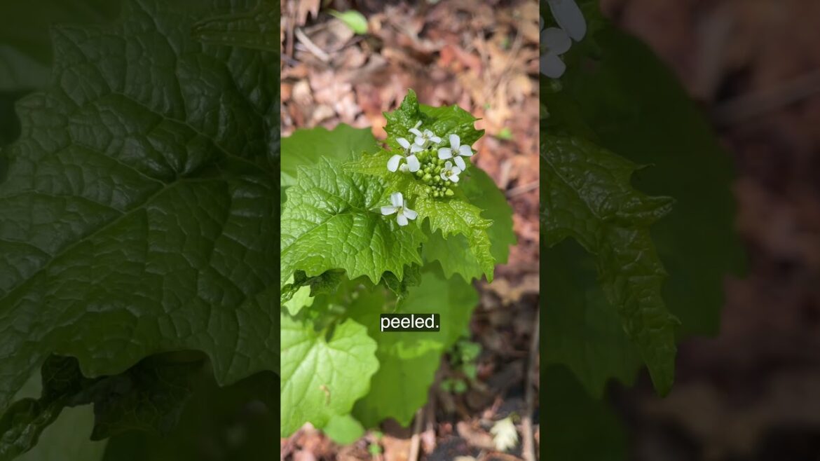 Free veggies. Is garlic mustard plant edible?