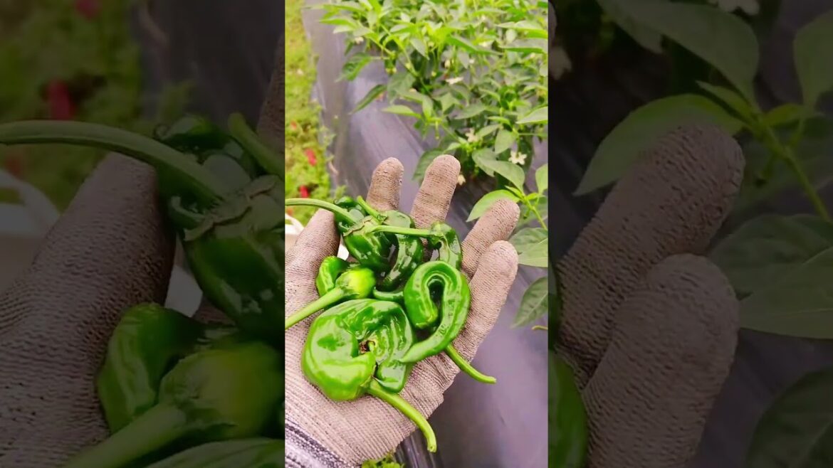 Why farmers pinch off early pepper flowers #gardenersecret #shorts Why farmers pinch off early pepper flowers #gardenersecret #shorts