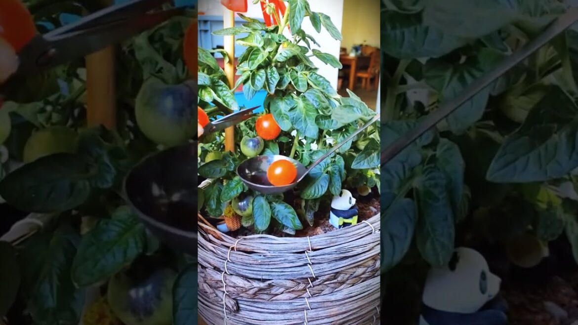 A simple and unique way to harvest cherry tomatoes with simple tools #shorts